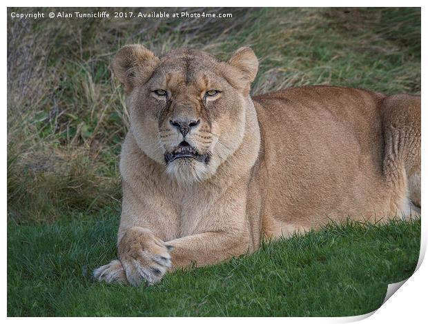 Lioness Print by Alan Tunnicliffe