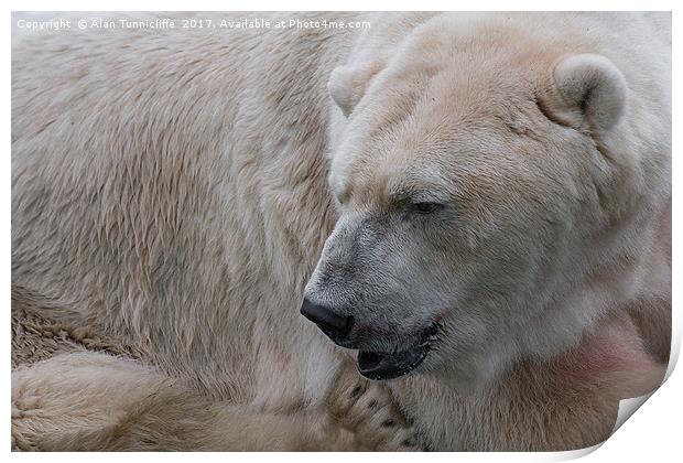 Majestic Polar Bear Print by Alan Tunnicliffe