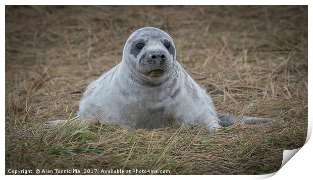Grey seal pup Print by Alan Tunnicliffe
