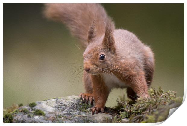 Red squirrel Print by Alan Tunnicliffe