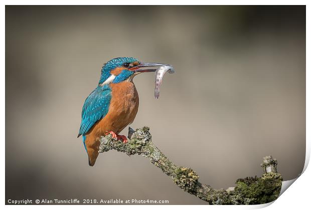 Kingfisher with catch Print by Alan Tunnicliffe