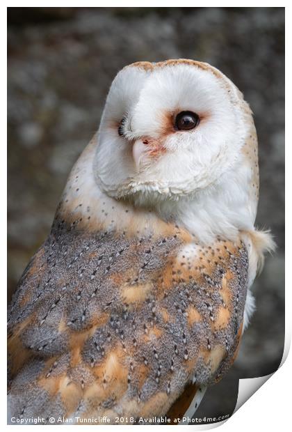 Barn owl Print by Alan Tunnicliffe
