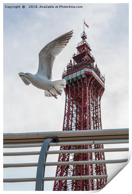 Seagull and Blackpool tower Print by Alan Tunnicliffe