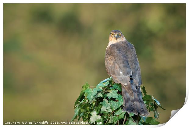 Female sparrowhawk Print by Alan Tunnicliffe