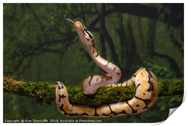 royal python Print by Alan Tunnicliffe