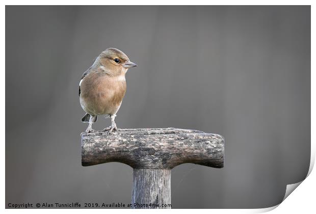 Female chaffinch Print by Alan Tunnicliffe