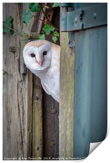 Nosey barn owl Print by Alan Tunnicliffe