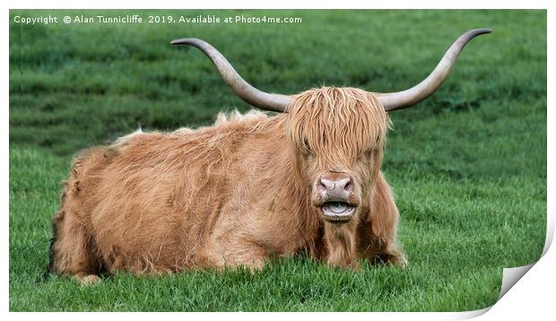 Highland cattle Print by Alan Tunnicliffe