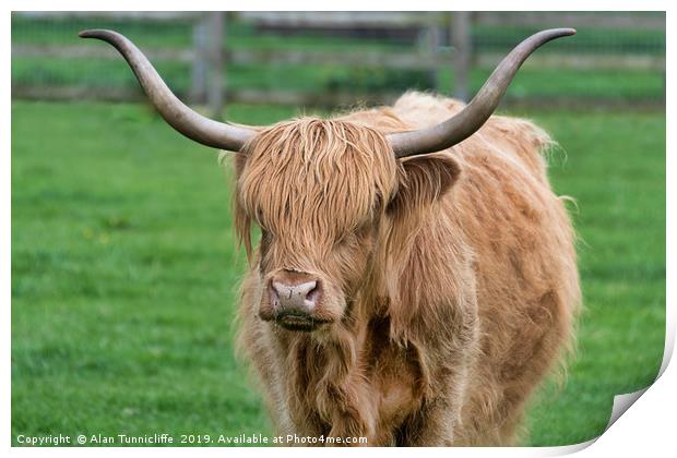 highland cattle Print by Alan Tunnicliffe