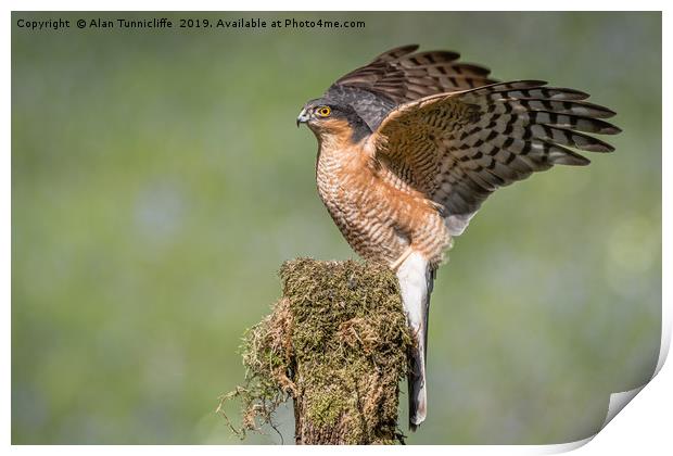 Male sparrowhawk Print by Alan Tunnicliffe