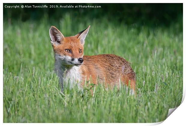 Alert fox Print by Alan Tunnicliffe