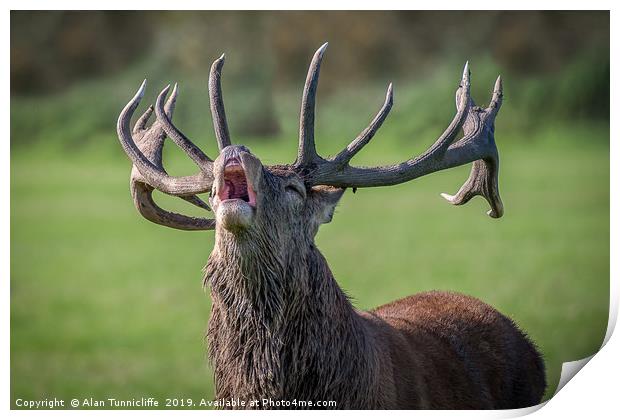 Bellowing red deer Print by Alan Tunnicliffe