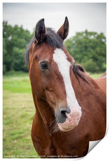 horse portrait Print by Alan Tunnicliffe