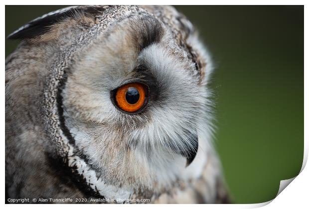 Long eared owl Print by Alan Tunnicliffe