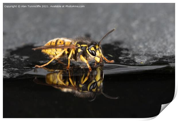 Wasp drinking Print by Alan Tunnicliffe