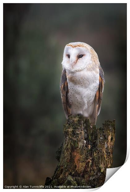 Barn owl Print by Alan Tunnicliffe