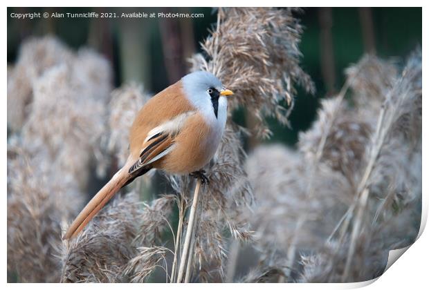 Bearded tit Print by Alan Tunnicliffe