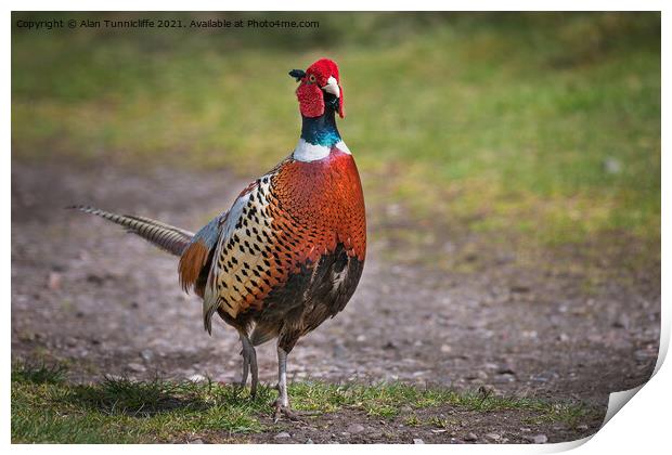 male pheasant Print by Alan Tunnicliffe