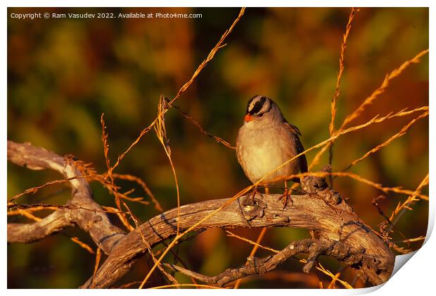 White-crowned Sparrow Print by Ram Vasudev