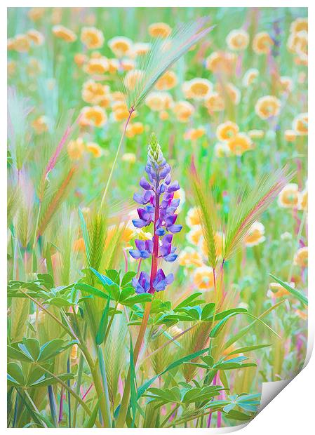 Wildflower Meadow - Central California Print by Ram Vasudev
