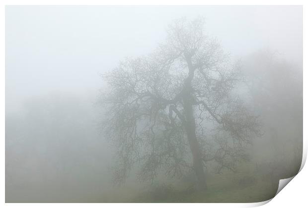 Ghostly oak in fog - central California Print by Ram Vasudev