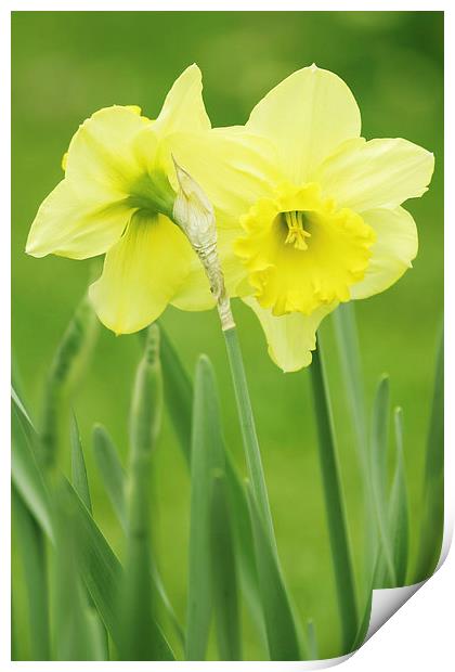 Hugging Daffodils Print by Ram Vasudev