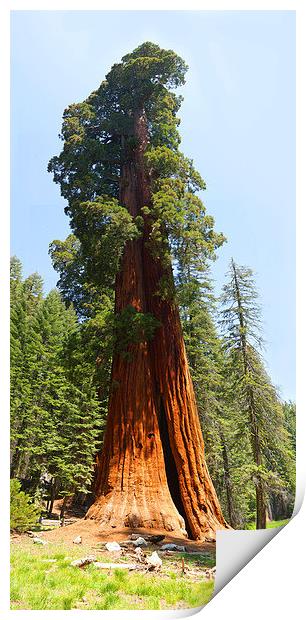 Giant Sequoia Tree - Sequoia National Park Califor Print by Ram Vasudev