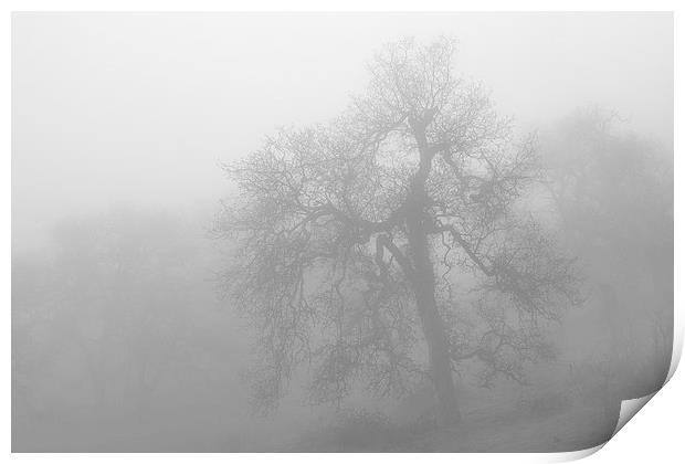 Ghostly Oak in Fog Central California B&W Print by Ram Vasudev