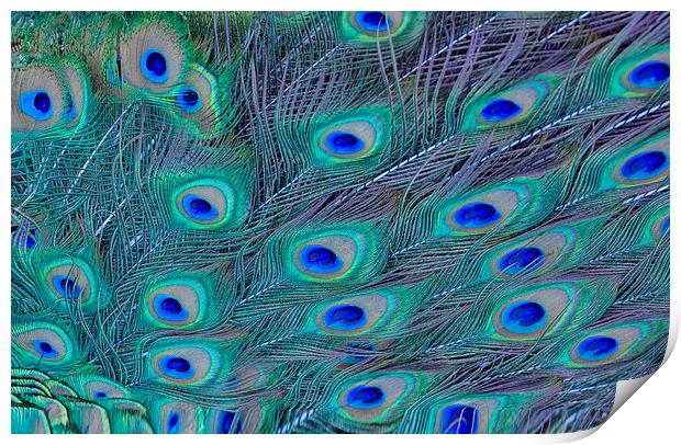 Peacock Feathers Print by Ram Vasudev