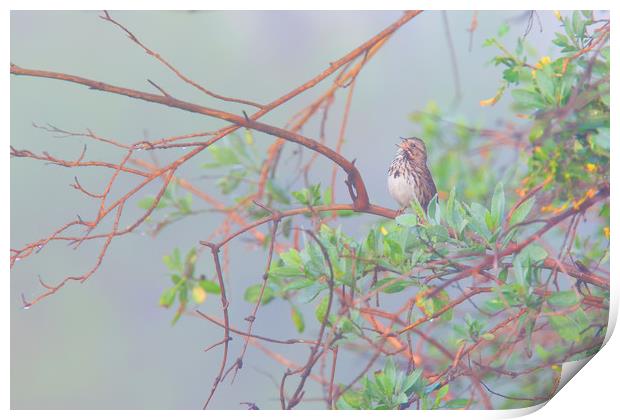 Song sparrow in fog Print by Ram Vasudev