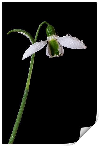 Snowdrop, Galanthus elwesii Print by Rachael Drake