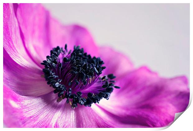 Elegant Pink Anemone Print by Rachael Drake