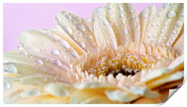 Cream gerbera with water droplets Print by Rachael Drake