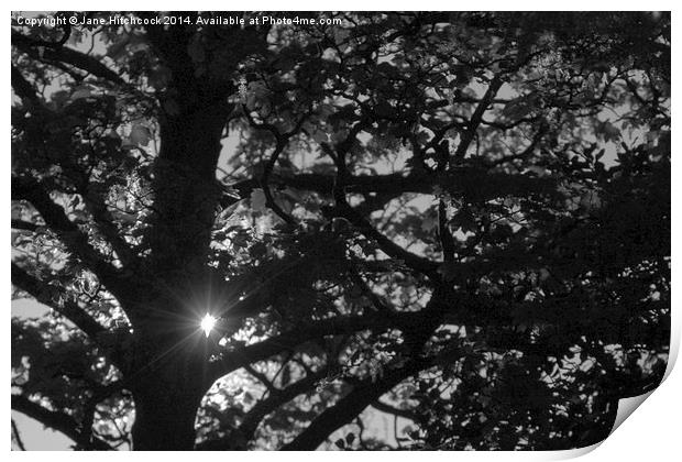 Sunlight through the Trees Print by Jane Hitchcock