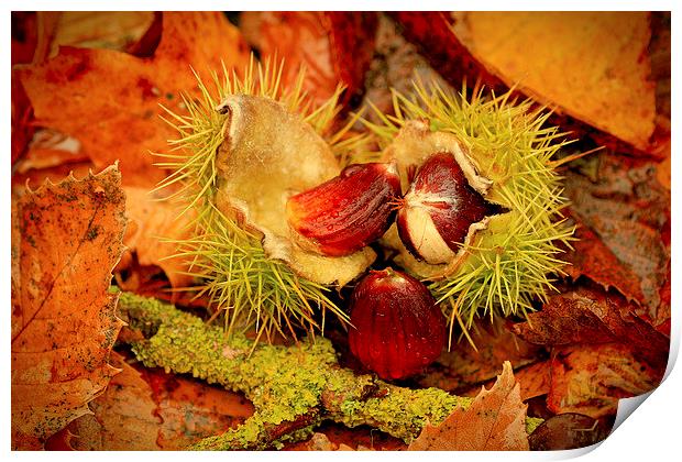 Sweet Chestnuts Print by Mandy Hedley