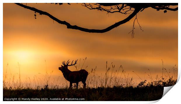 Red deer stag at sunrise Print by Mandy Hedley