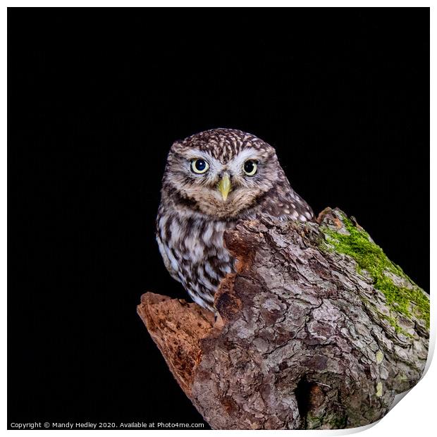 Little owl on tree stump Print by Mandy Hedley