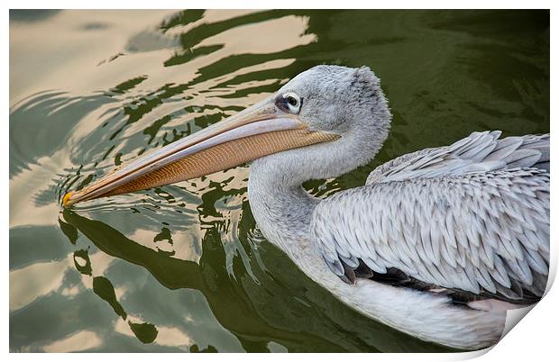 pelican Print by Susan Sanger