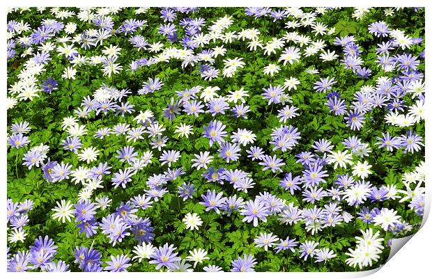 Blue and white daisies Print by Susan Sanger