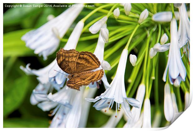 Brown butterfly on light blue flower heads Print by Susan Sanger