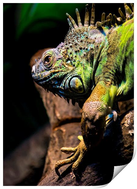 Dragon Reptile Lizard Print by Susan Sanger