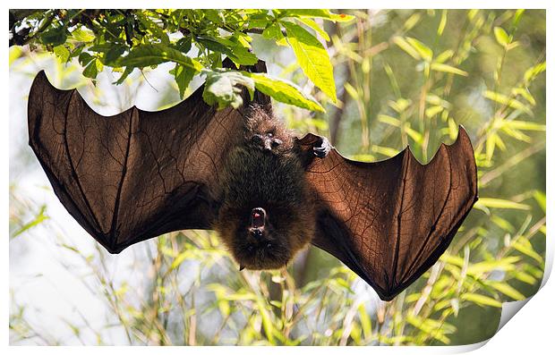 Male bat hanging upside down wings open Print by Susan Sanger
