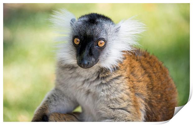 close up of Ruffed Lemur Print by Susan Sanger