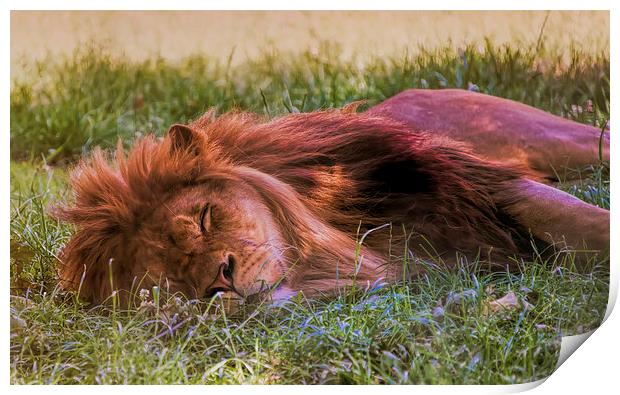 Sleeping lion Print by Susan Sanger