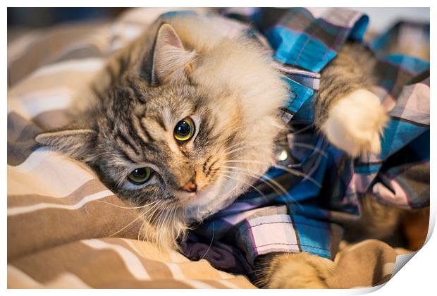 Kitten in pyjamas Print by Susan Sanger