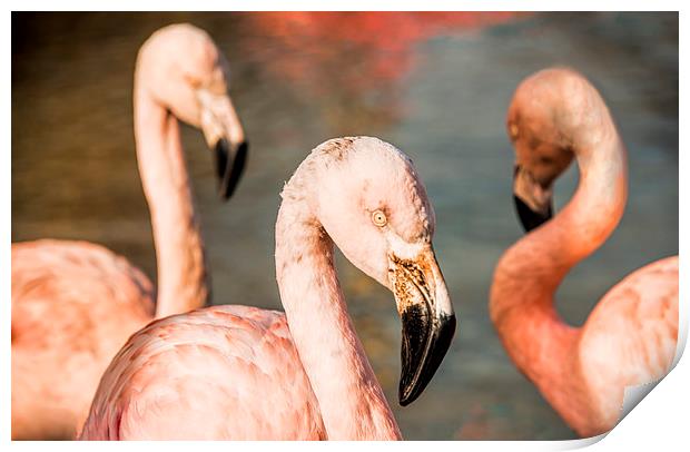 Pink Flamingos Print by Susan Sanger