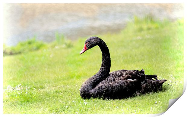 Black Swan Print by Susan Sanger