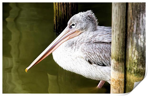 Peeking Pelican Print by Susan Sanger
