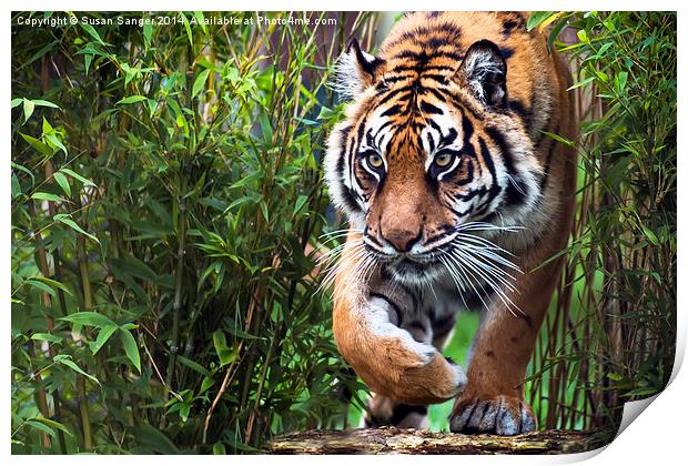  Tiger walking through bamboo Print by Susan Sanger