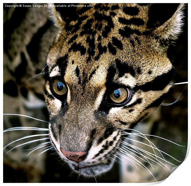  Close up of clouded leopard Print by Susan Sanger